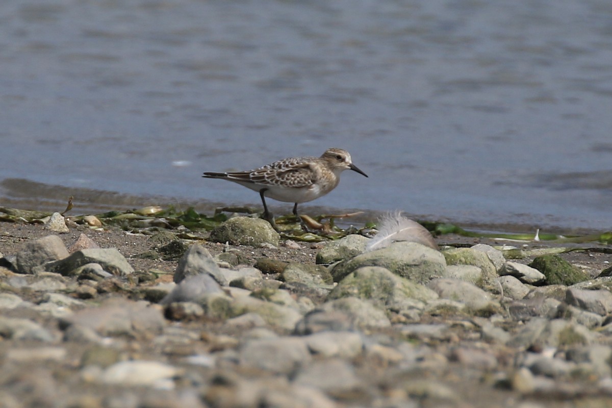 Baird's Sandpiper - Denis Tétreault