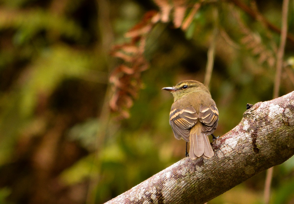 Fuscous Flycatcher - ML36577721