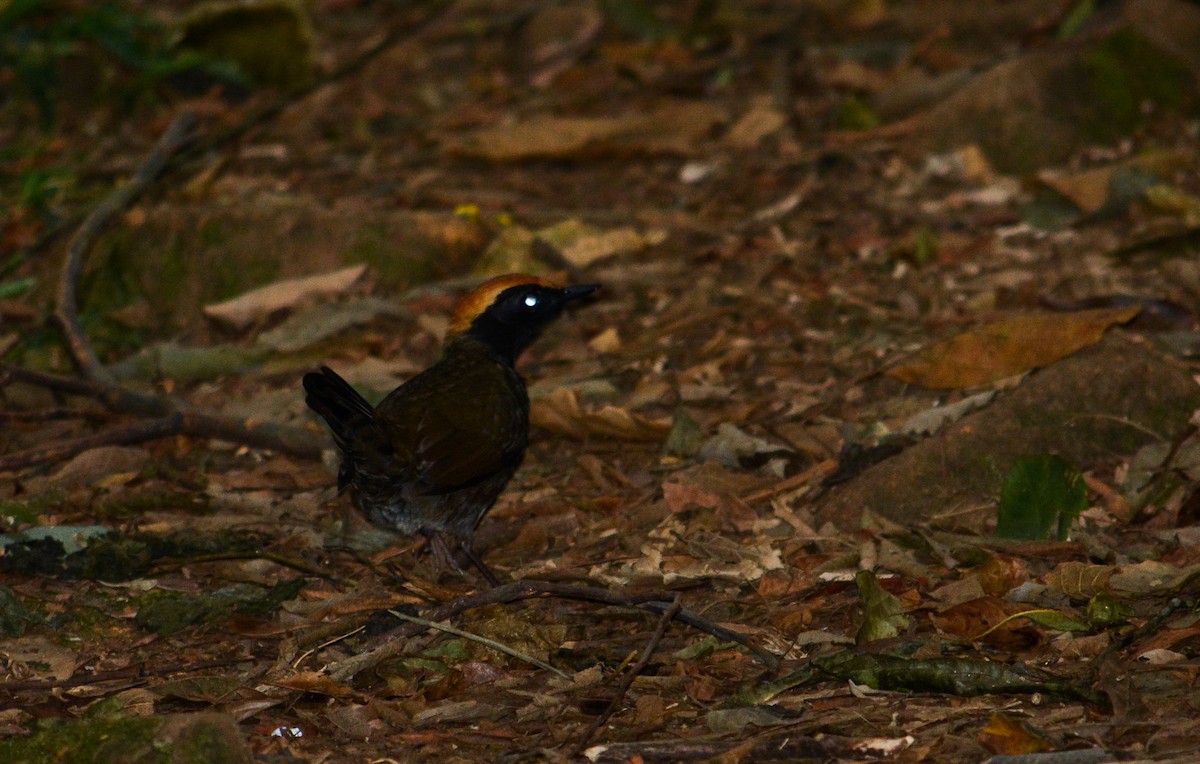 Rufous-capped Antthrush - ML36577731