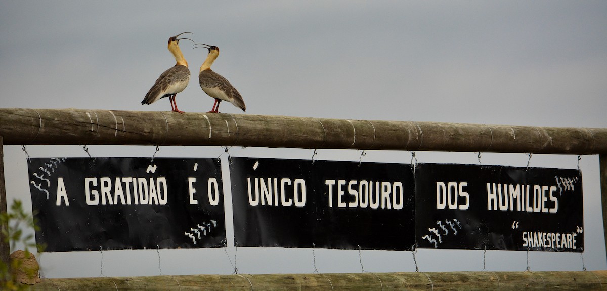 Buff-necked Ibis - João Gava Just