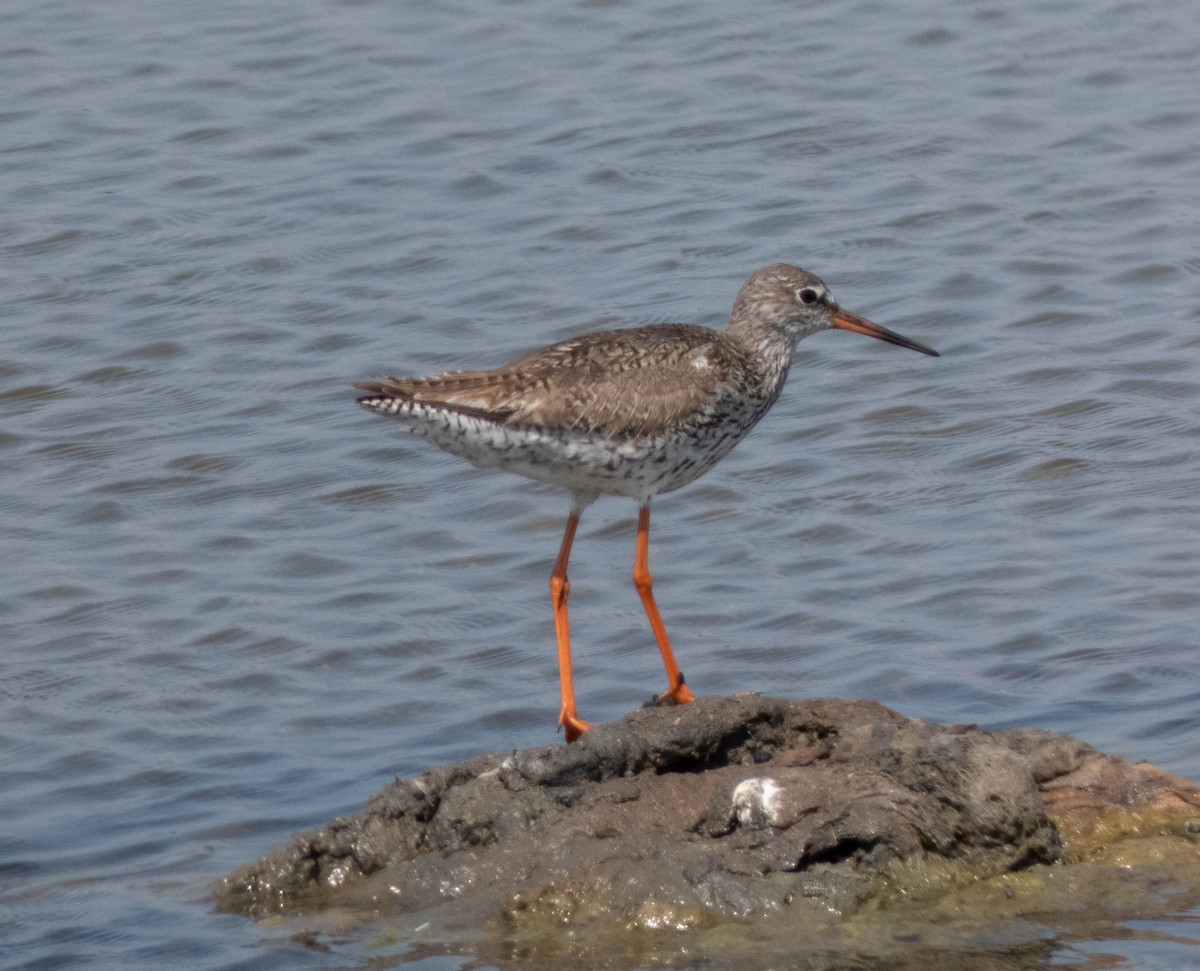 Common Redshank - João  Esteves