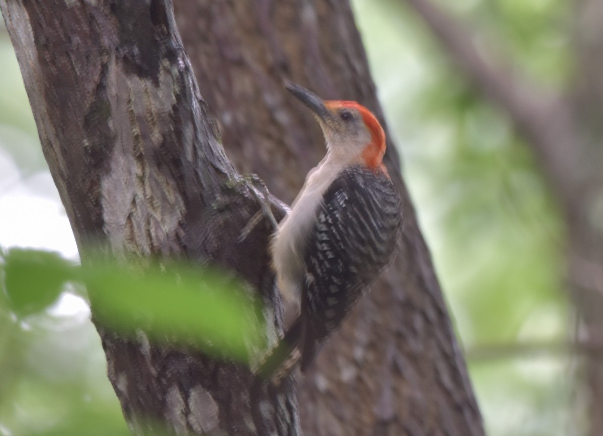 Red-bellied Woodpecker - ML365778071