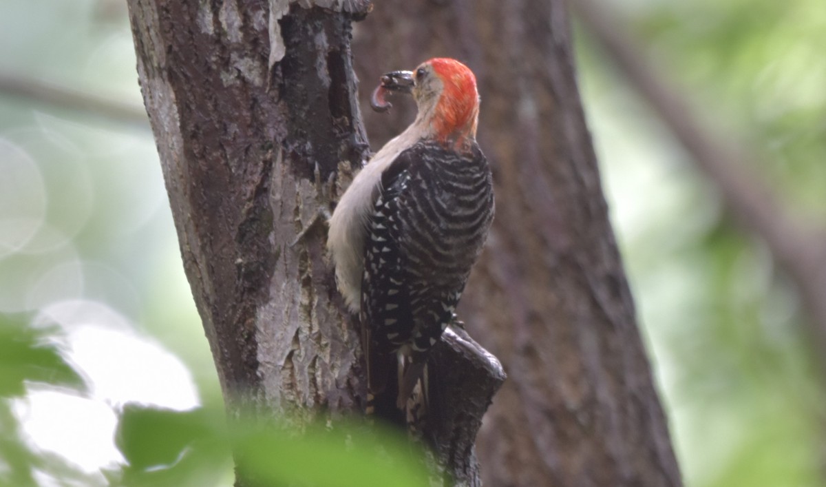 Red-bellied Woodpecker - Gary Warner