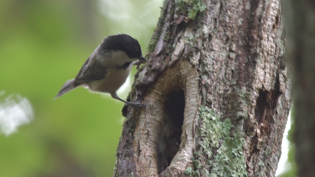 Carolina Chickadee - ML365778341