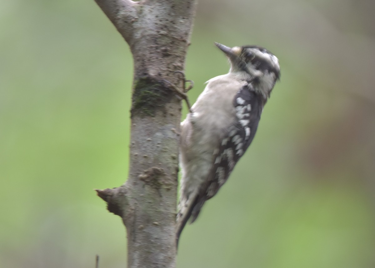 Downy Woodpecker - ML365778531