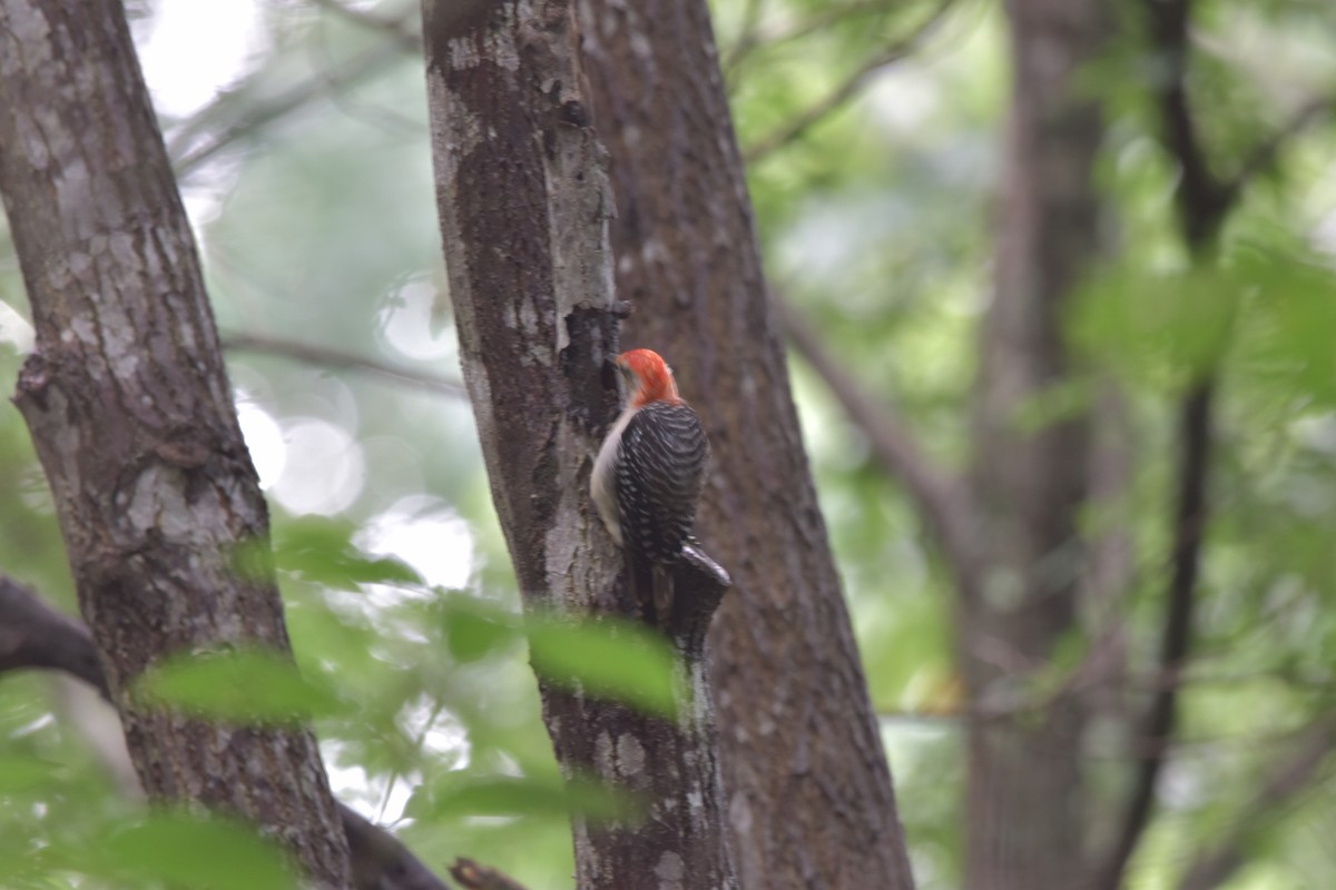 Red-bellied Woodpecker - ML365778711