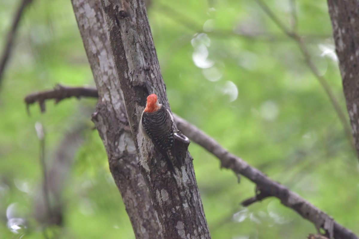 Red-bellied Woodpecker - ML365778721