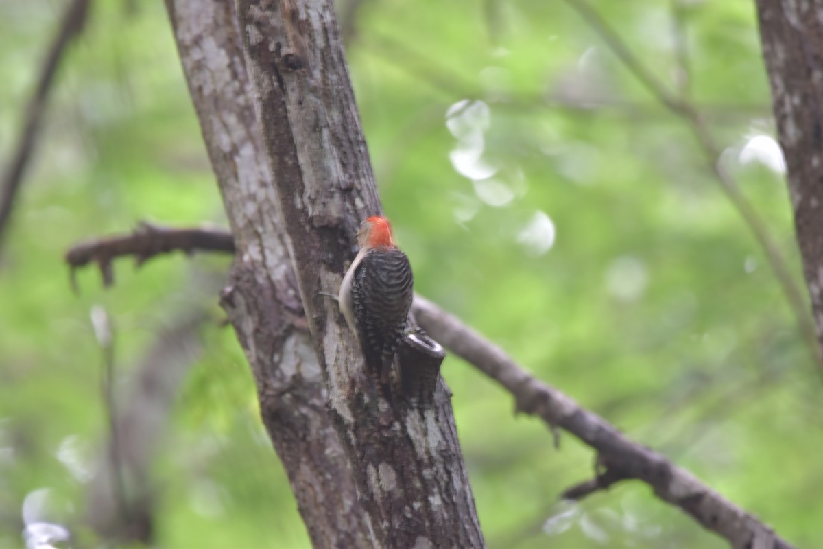 Red-bellied Woodpecker - ML365778751