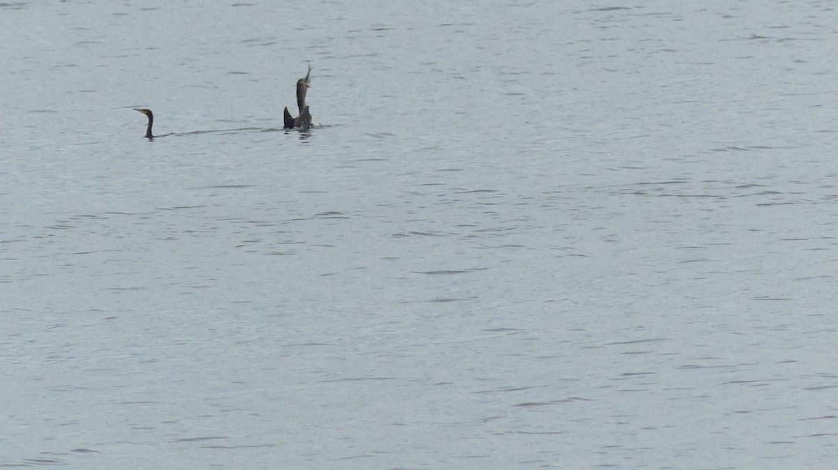 Double-crested Cormorant - ML365780171