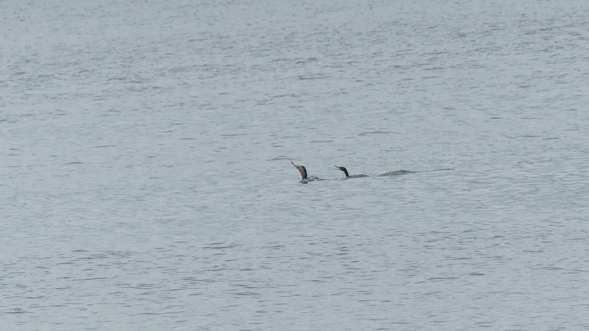 Double-crested Cormorant - ML365780261