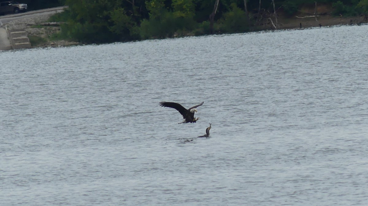 Double-crested Cormorant - Leslie Sours