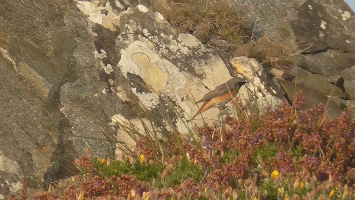 Buztangorri argia - ML365781061