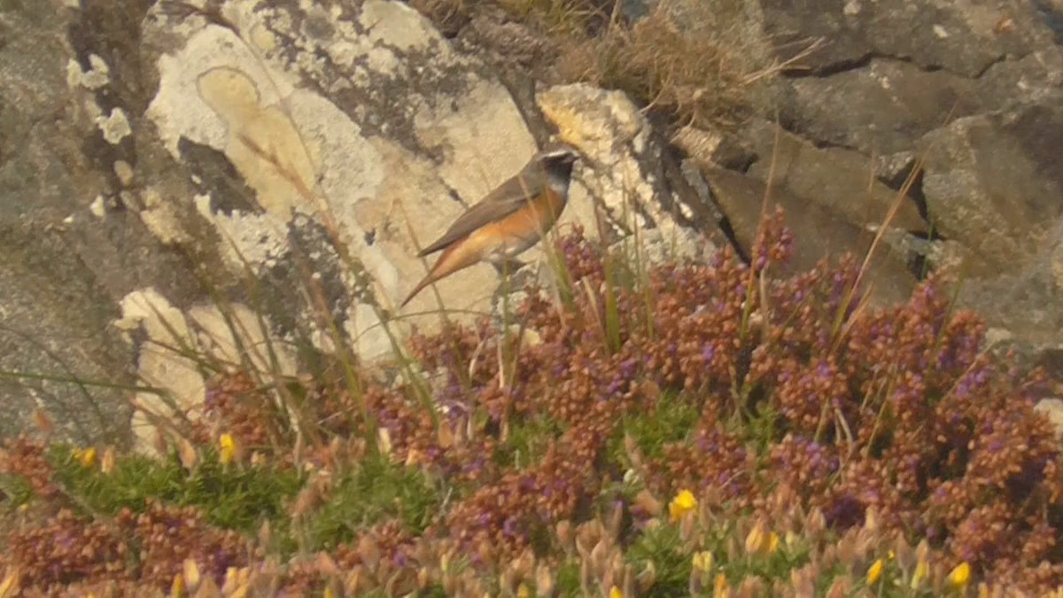 Buztangorri argia - ML365781071