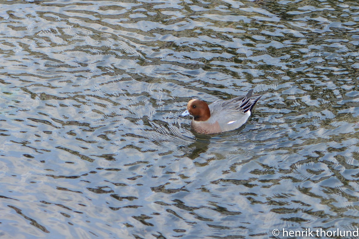 Eurasian Wigeon - ML36578111