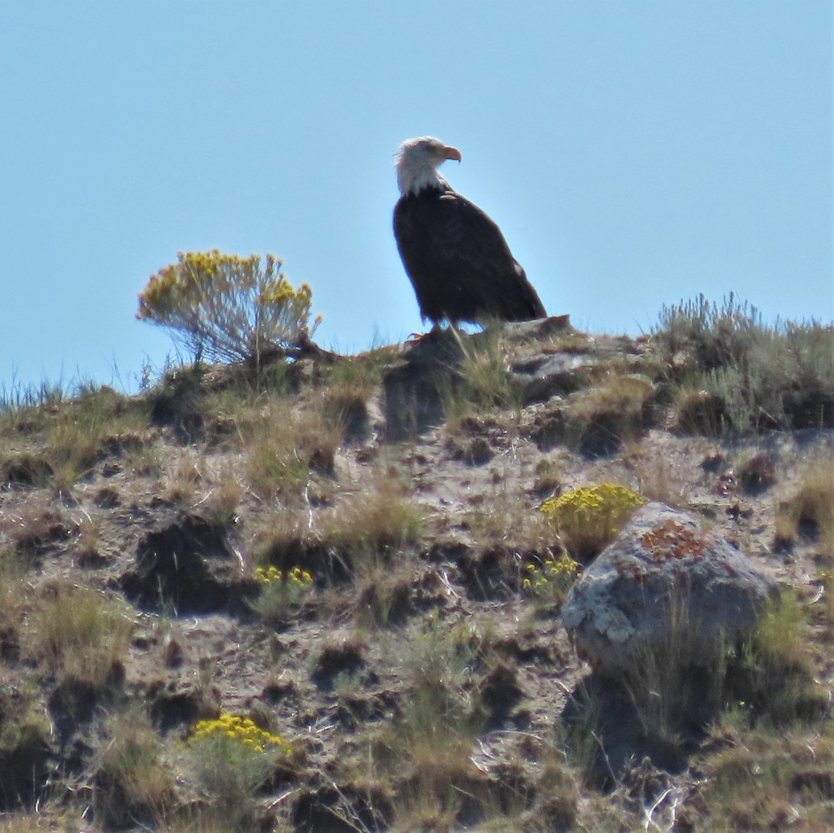 Bald Eagle - ML365781711