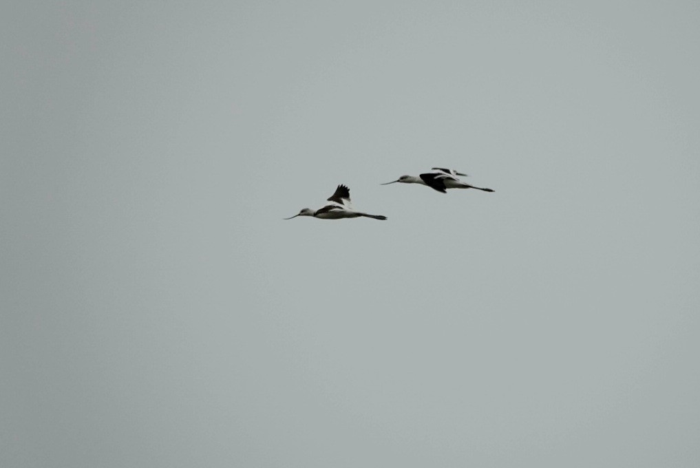 Avocette d'Amérique - ML365784541