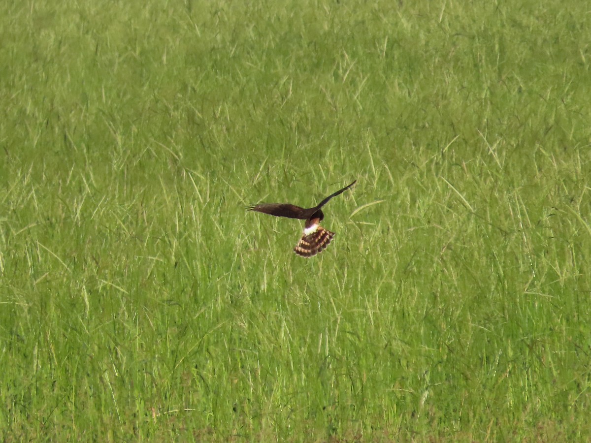 Northern Harrier - Michel Bourassa (T-R)