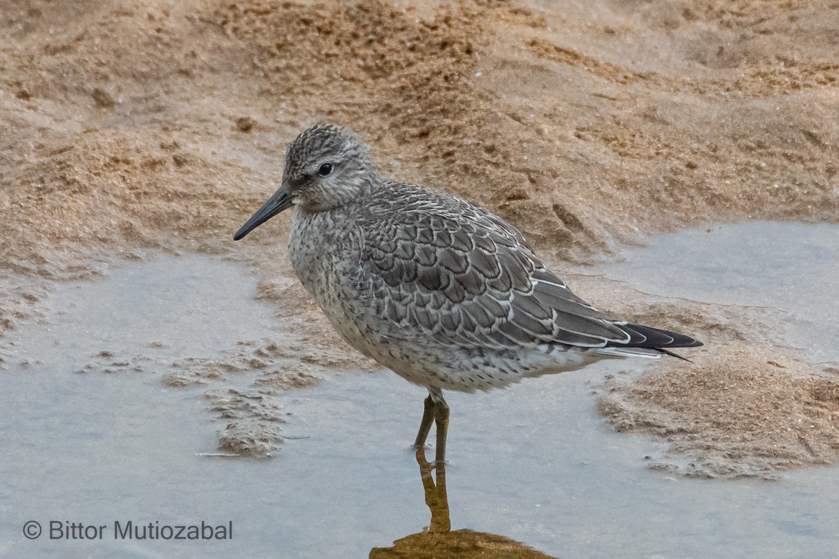 Red Knot - Bittor Mutiozabal