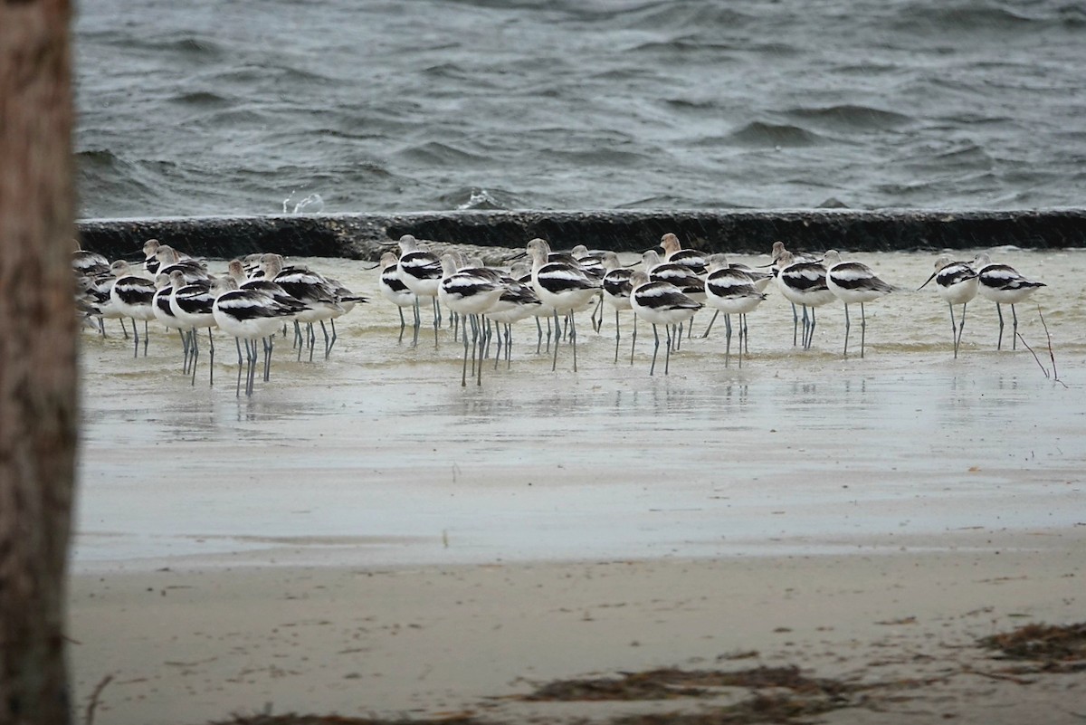 American Avocet - ML365786131