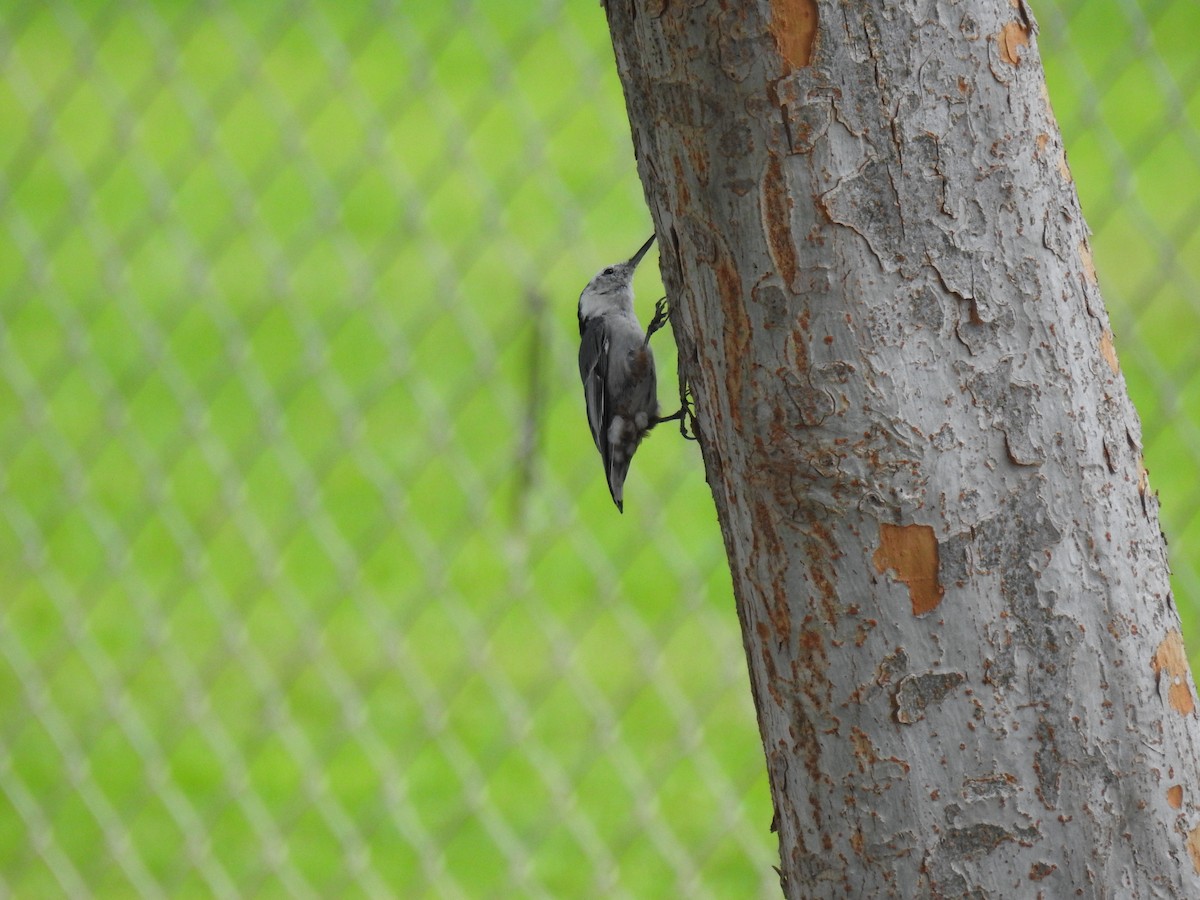 White-breasted Nuthatch - ML365787361