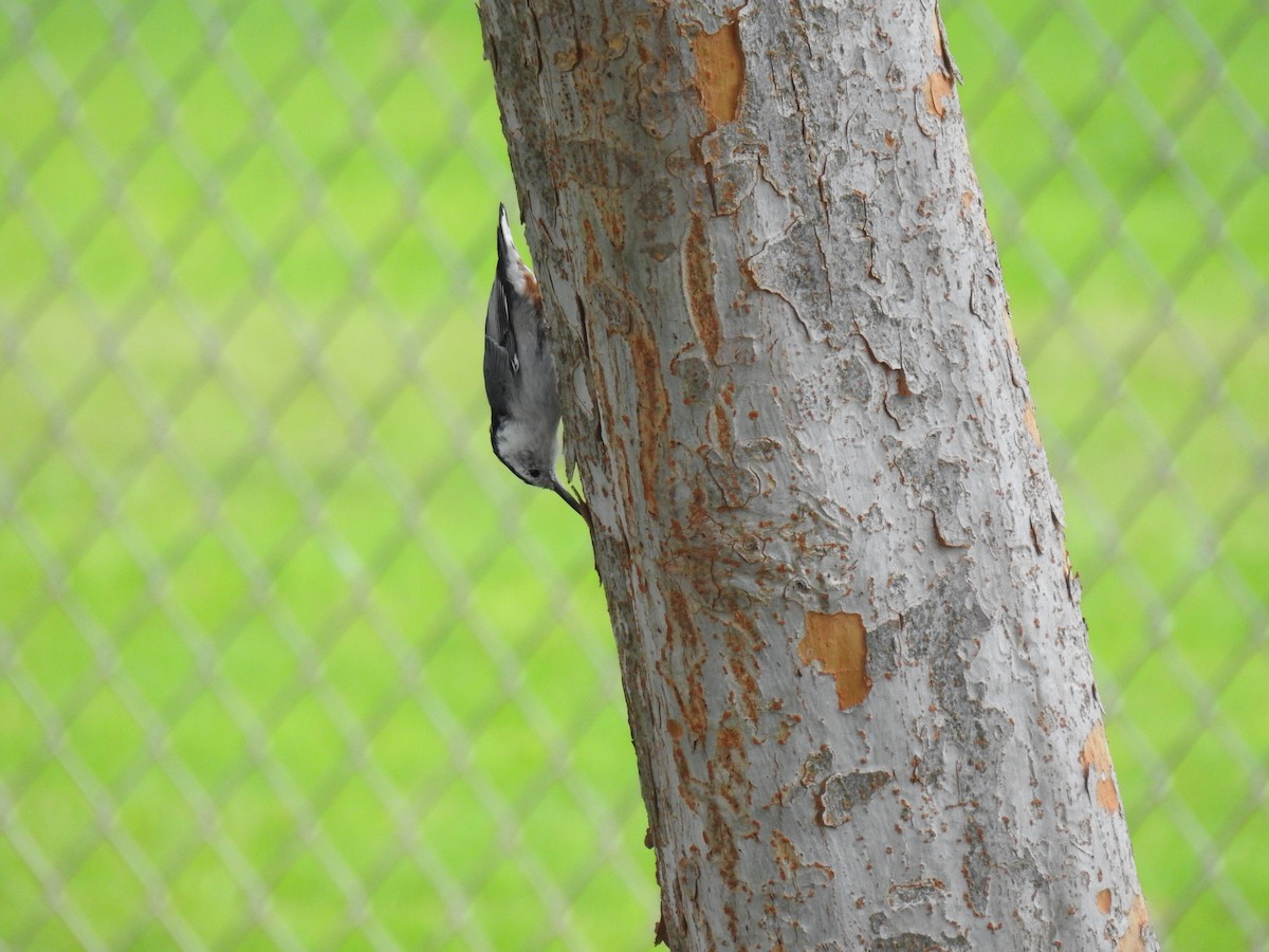 White-breasted Nuthatch - ML365787371