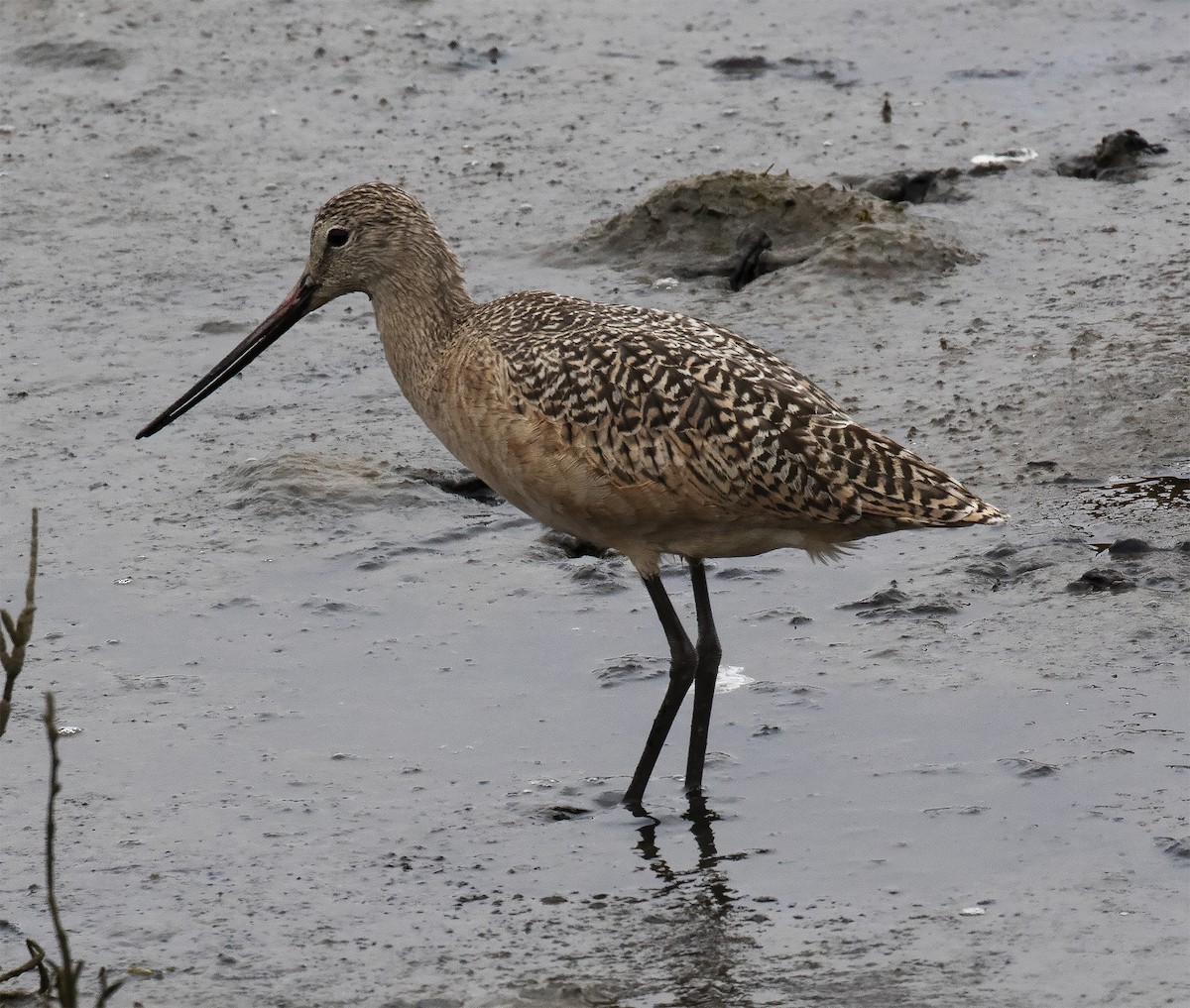 Marbled Godwit - Gary Rosenberg