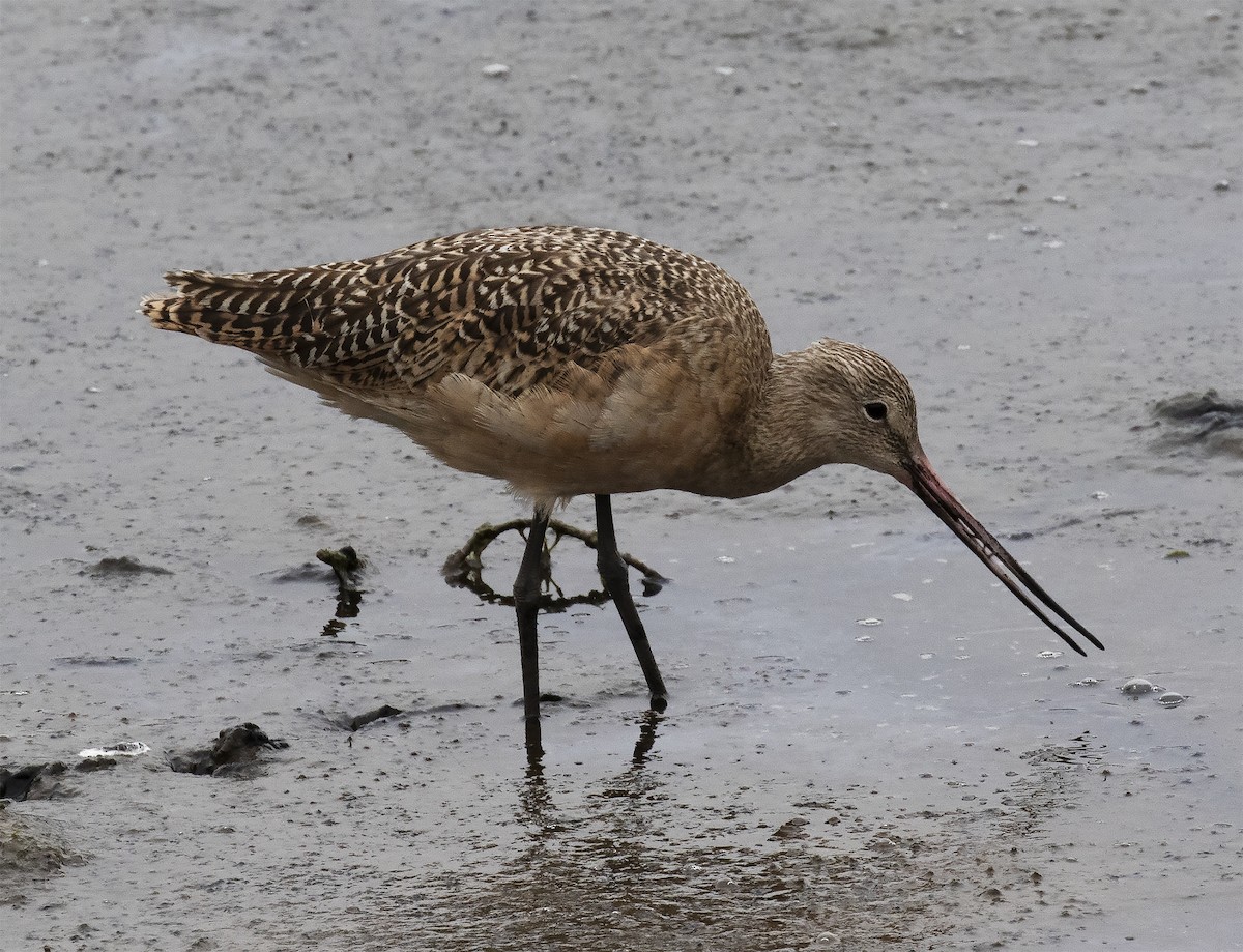 Marbled Godwit - Gary Rosenberg