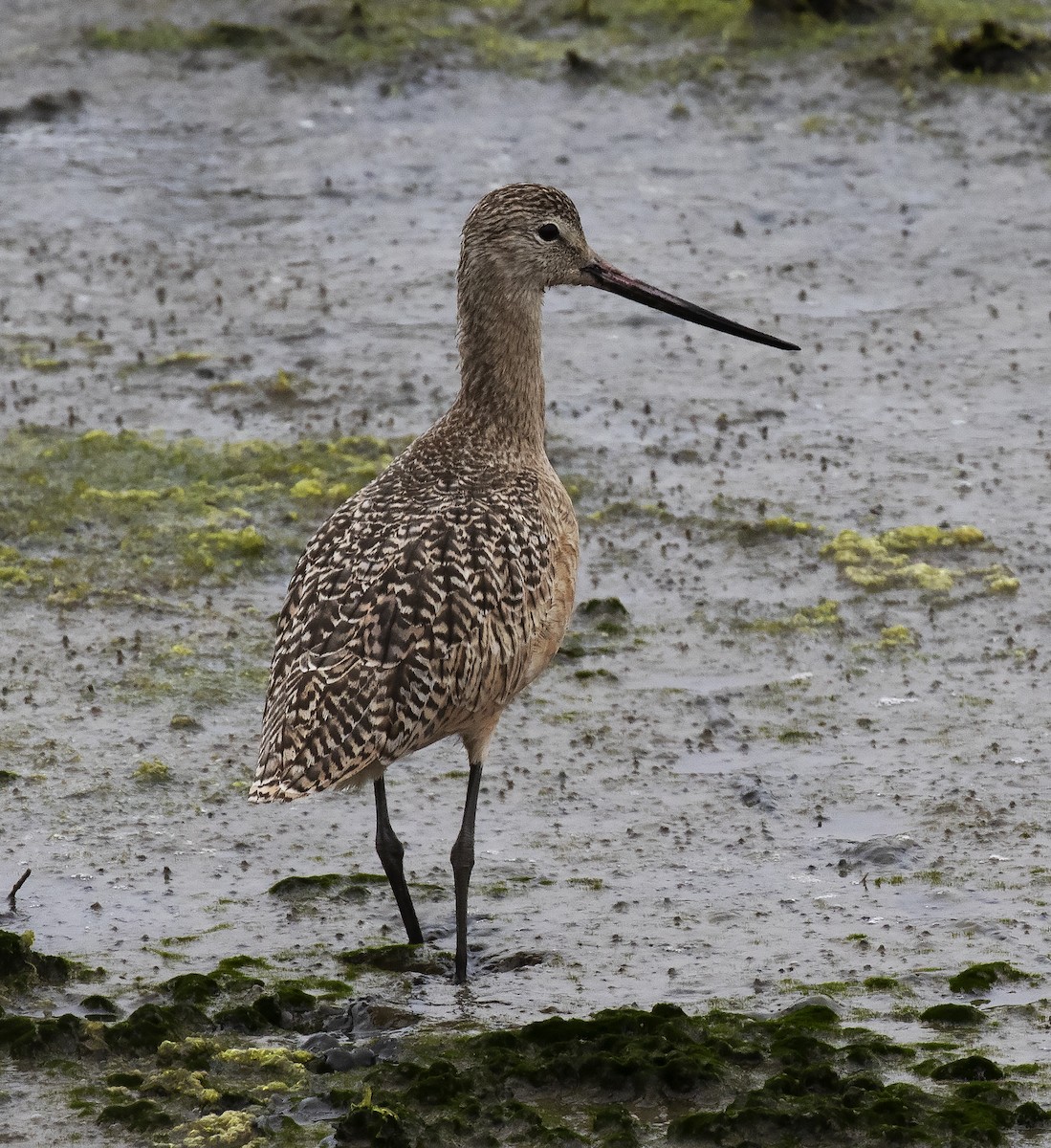 Marbled Godwit - Gary Rosenberg