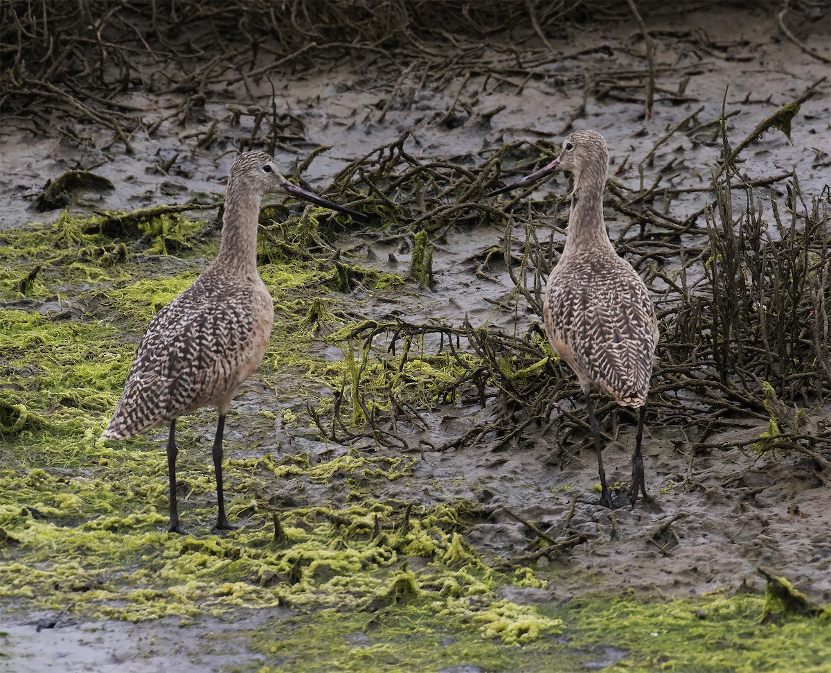 Marbled Godwit - ML365788271