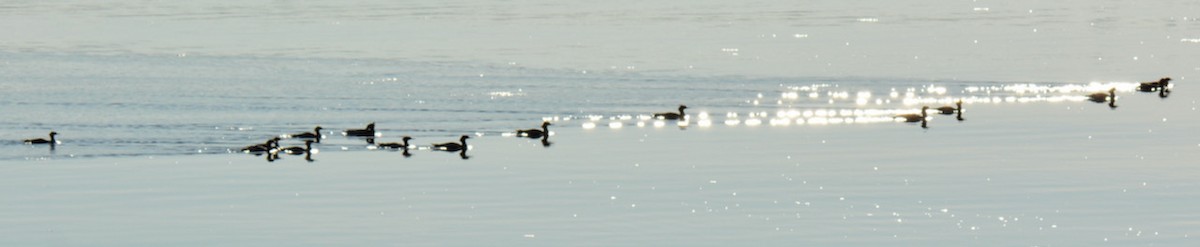 Common Merganser - ML365789961