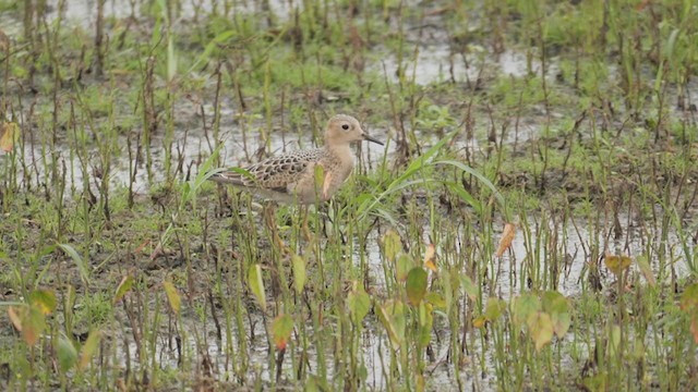 rustsnipe - ML365791341