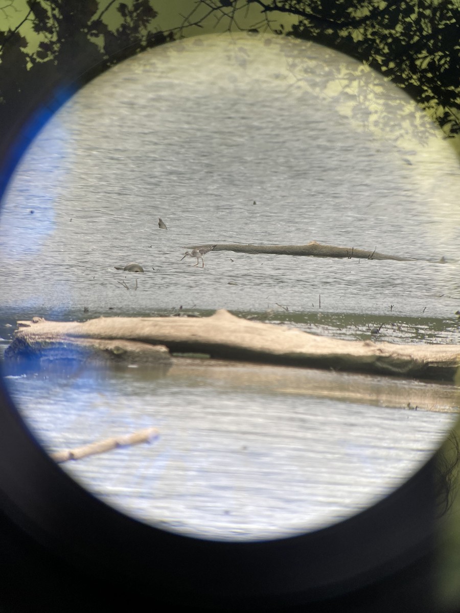 Lesser Yellowlegs - ML365791921