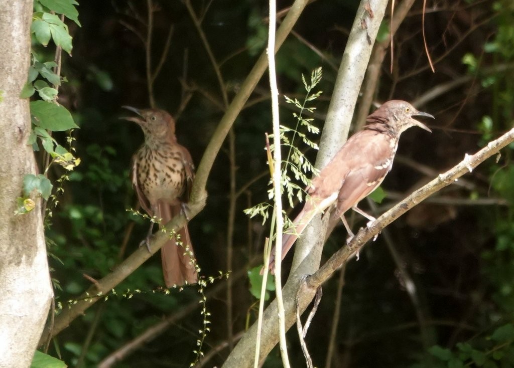 Brown Thrasher - ML365793661