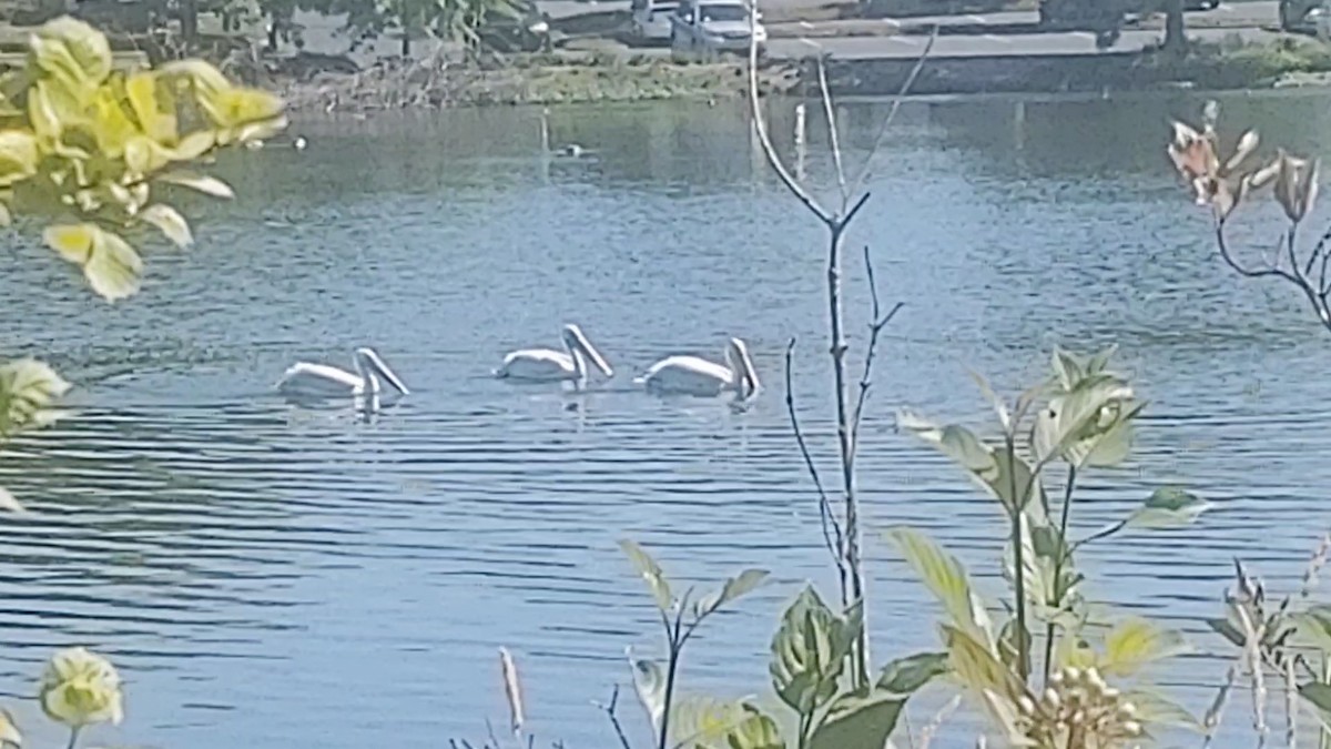 American White Pelican - ML365794871
