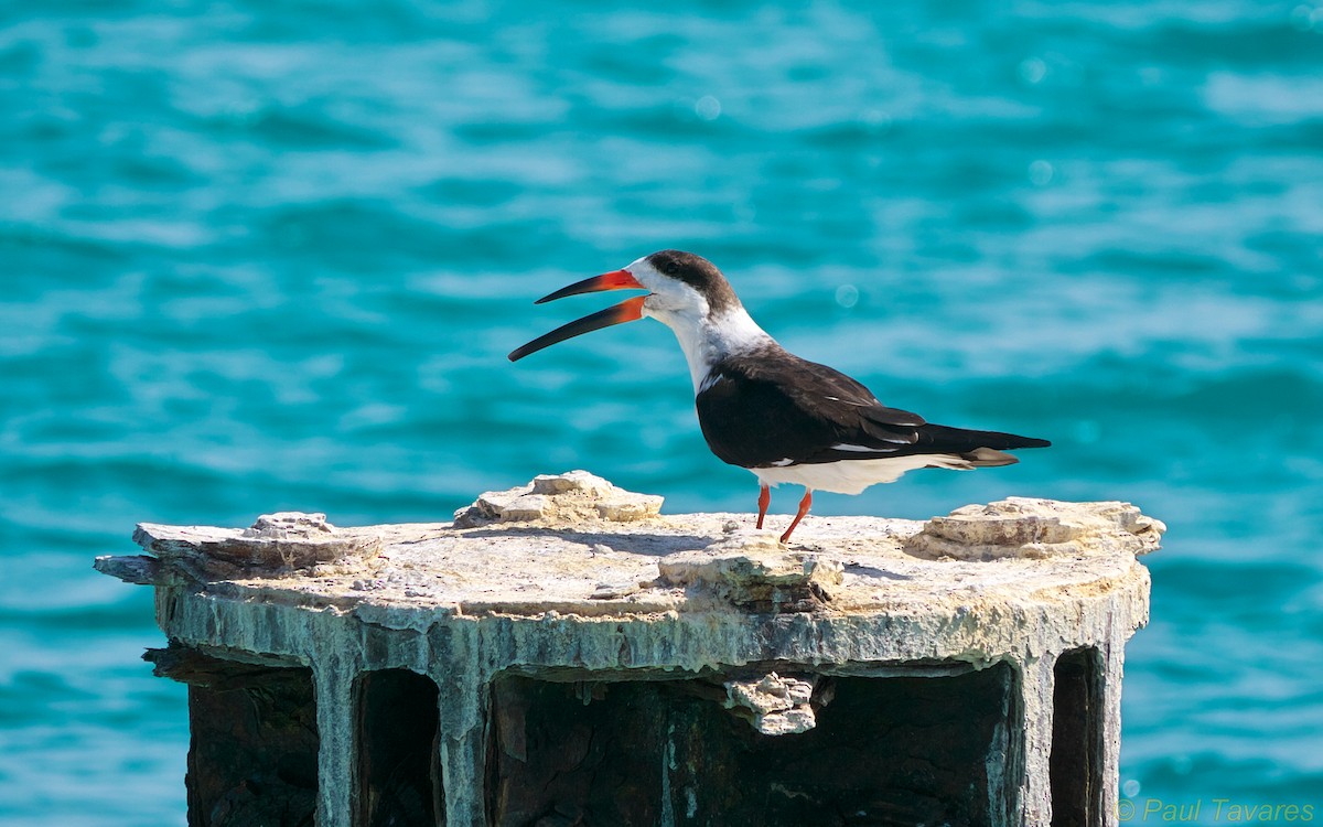 Black Skimmer - ML36579571