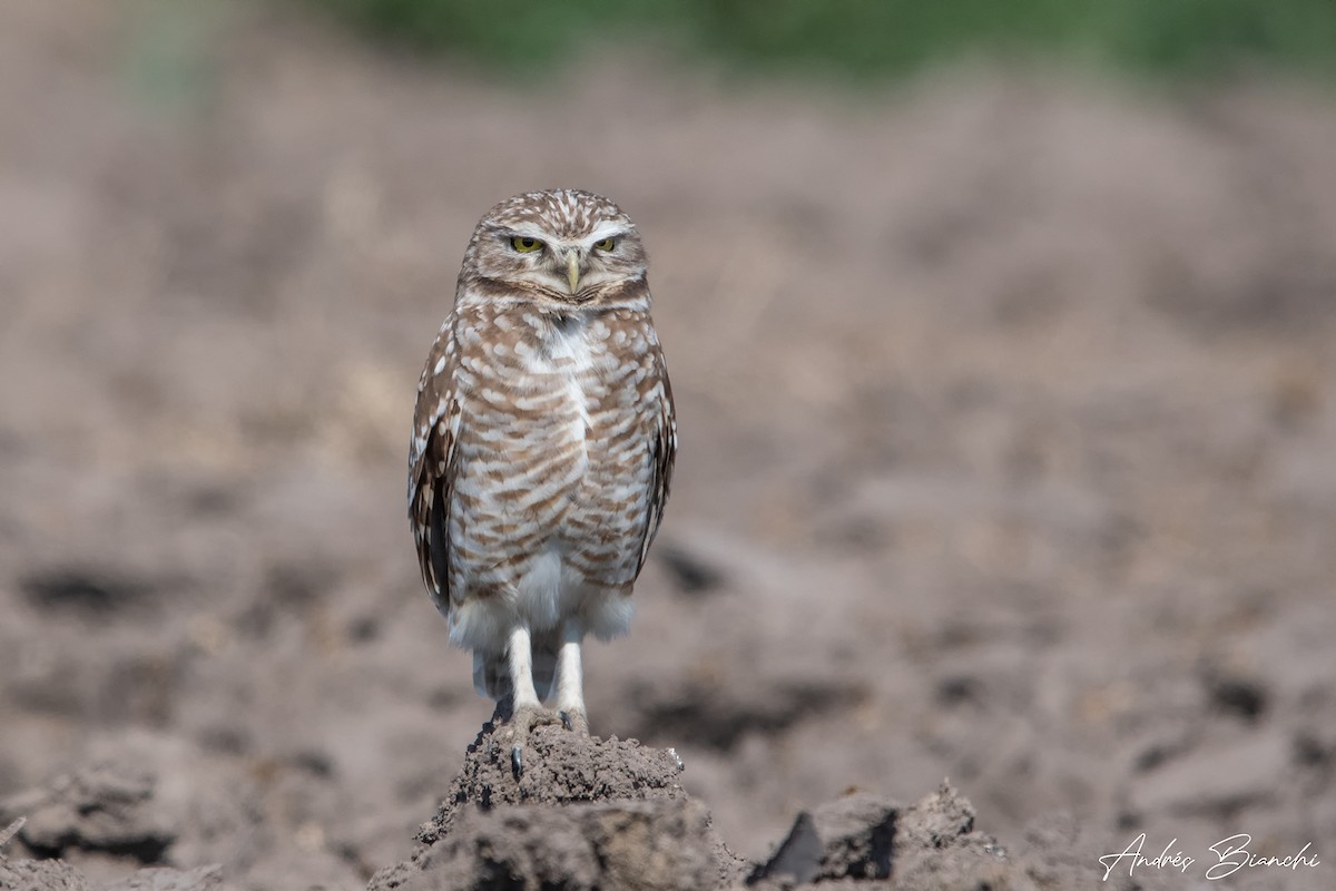 Burrowing Owl - Andres Bianchi