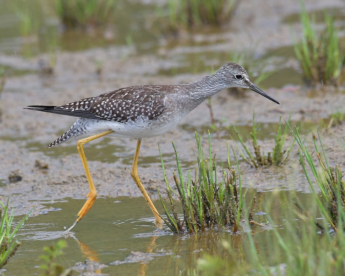 Lesser Yellowlegs - Ed McAskill