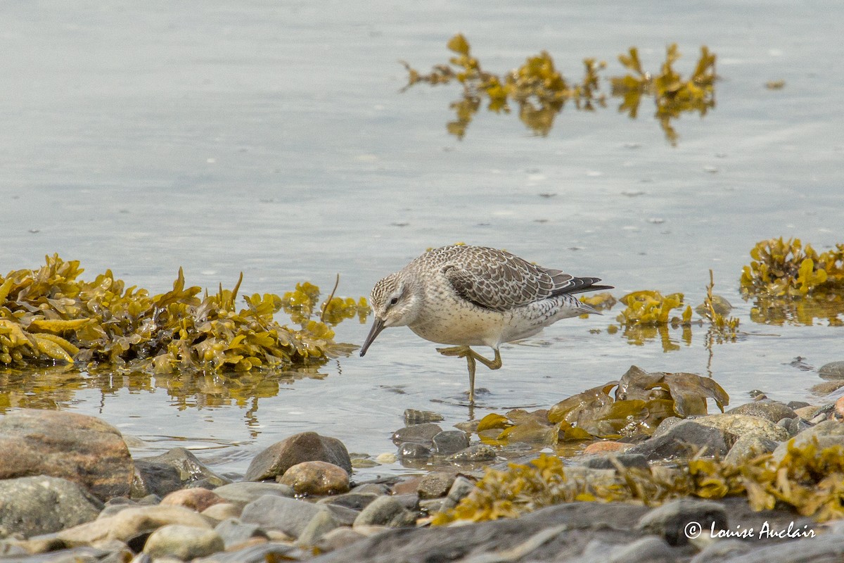 Red Knot - Louise Auclair