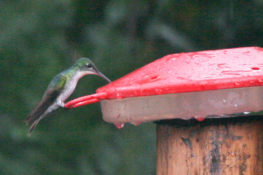 kolibřík andský - ML365799291