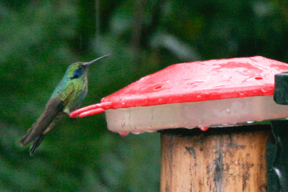 Colibrí Oreja Violeta Menor (andino) - ML365799761