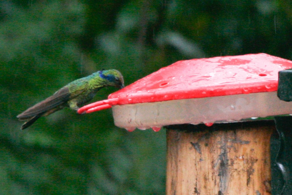 Зелоногрудый фиалкоух (cyanotus/crissalis) - ML365799781