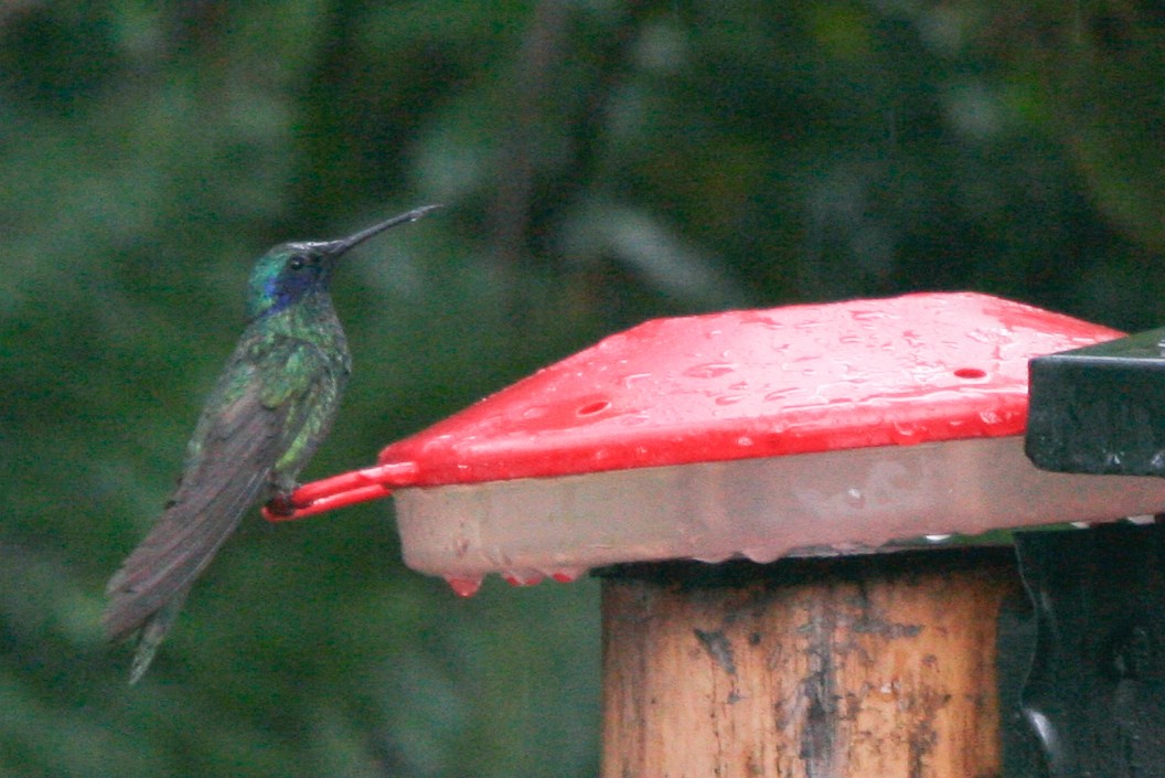 Colibri cyanote (cyanotus/crissalis) - ML365799791