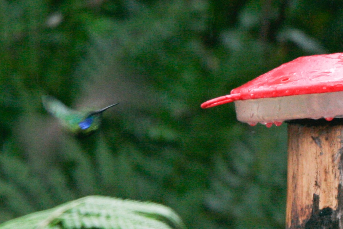 Colibrí Oreja Violeta Menor (andino) - ML365799801