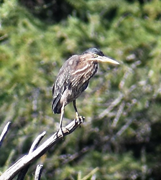 Green Heron - ML365800131