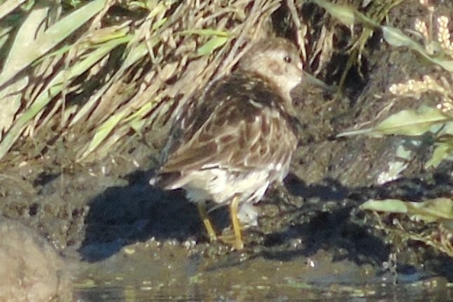 Least Sandpiper - Larry Neily