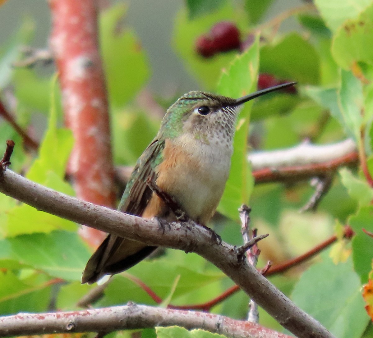 Broad-tailed Hummingbird - ML365802231