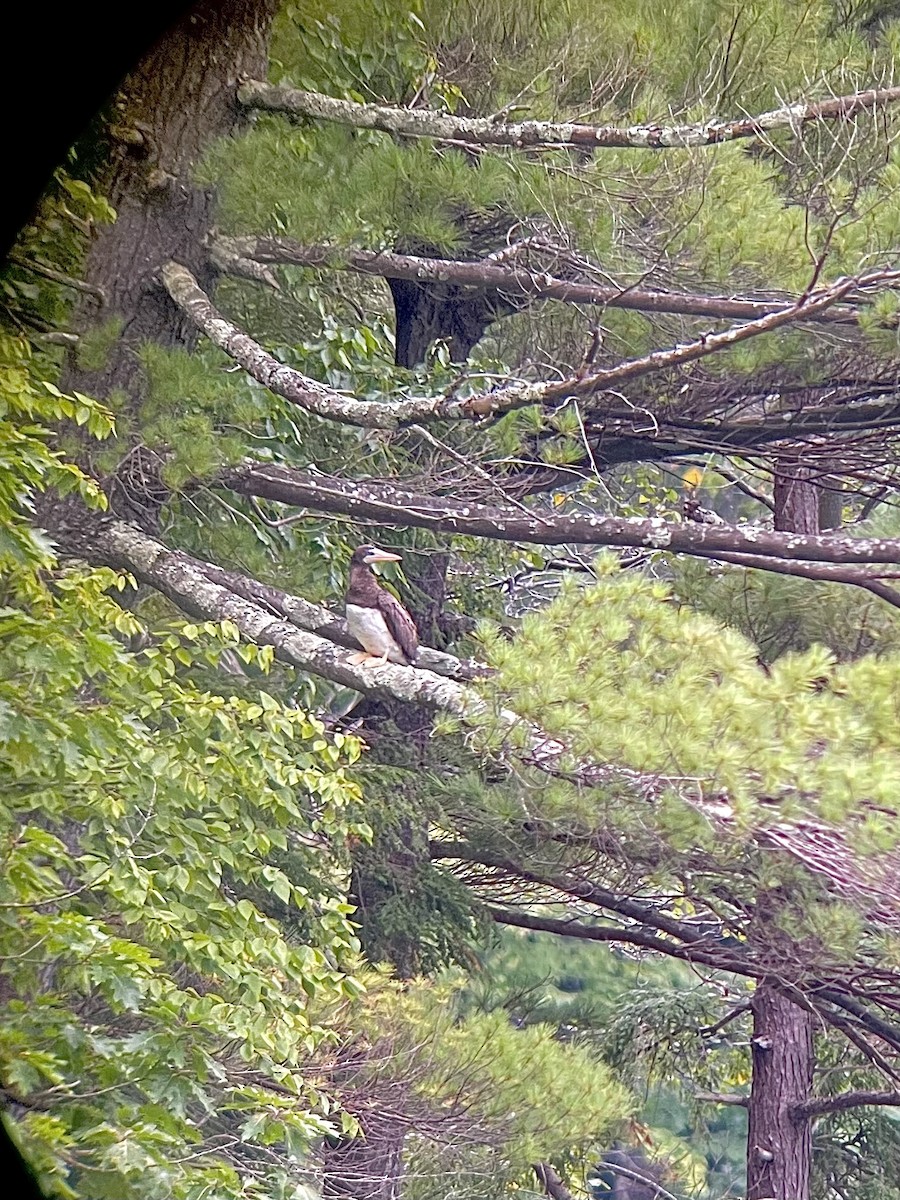 terej žlutonohý - ML365802701