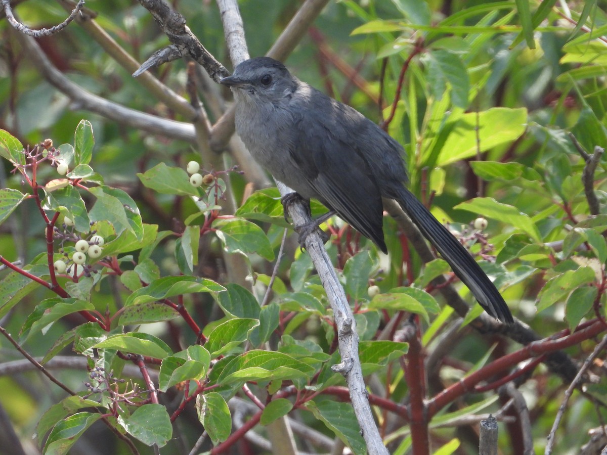 Gray Catbird - ML365804091