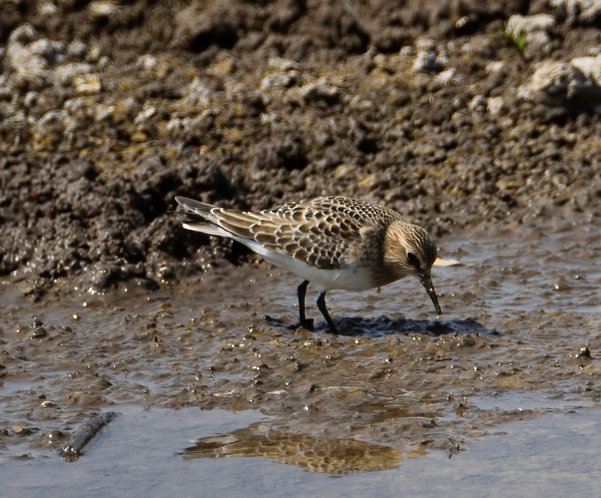 Bécasseau de Baird - ML365804591