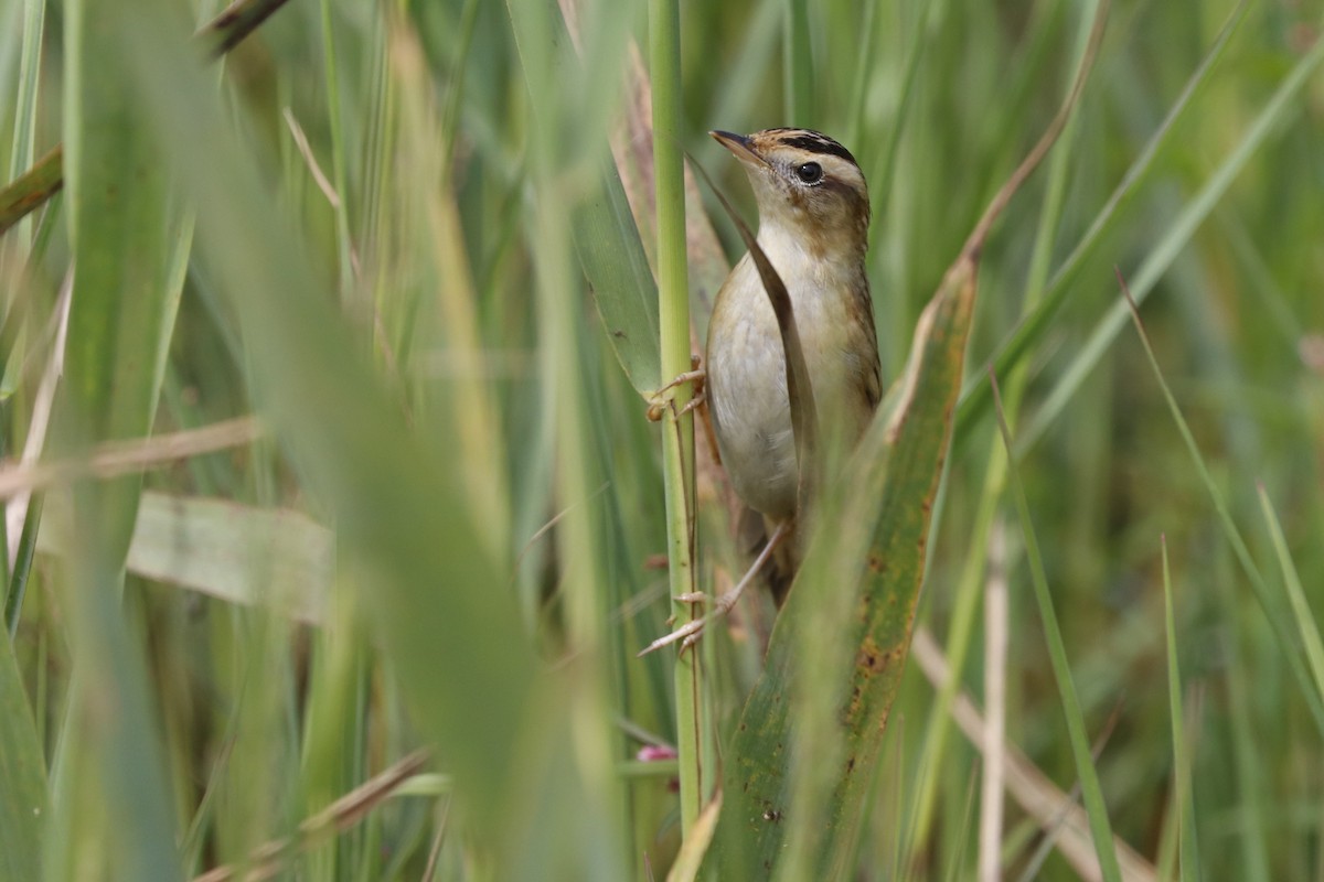 Aquatic Warbler - ML365807811